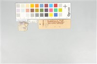 五色鳥藏品圖，第20張